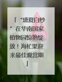 “盛夏白纱”在华南国家植物园惊艳绽放！海杧果迎来最佳观赏期