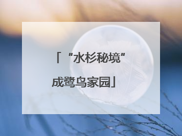 “水杉秘境”成鹭鸟家园
