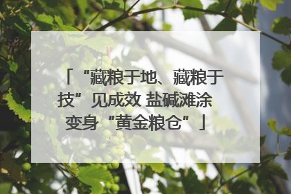 “藏粮于地、藏粮于技”见成效 盐碱滩涂变身“黄金粮仓”