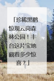 珍稀黑鹳惊现云岗森林公园！丰台这片宝地藏着多少惊喜？