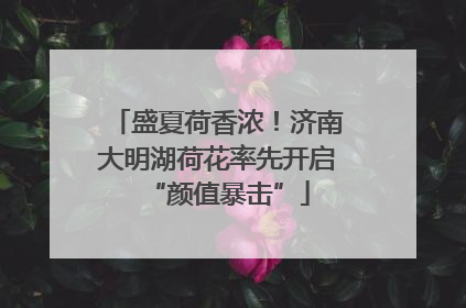 盛夏荷香浓！济南大明湖荷花率先开启“颜值暴击”