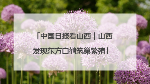 中国日报看山西｜山西发现东方白鹳筑巢繁殖
