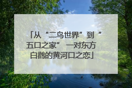 从“二鸟世界”到“五口之家” 一对东方白鹳的黄河口之恋