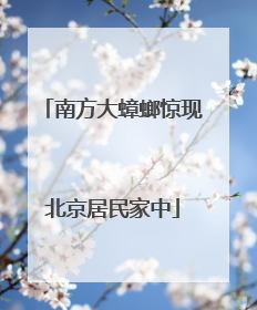 南方大蟑螂惊现北京居民家中