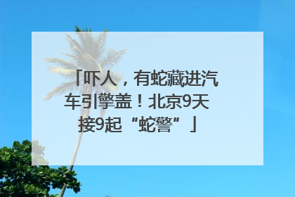 吓人，有蛇藏进汽车引擎盖！北京9天接9起“蛇警”