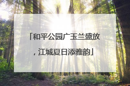和平公园广玉兰盛放，江城夏日添雅韵