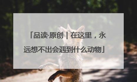 品读·原创｜在这里，永远想不出会遇到什么动物