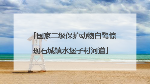 国家二级保护动物白鹭惊现石城镇水堡子村河道
