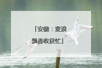 安徽：麦浪飘香收获忙