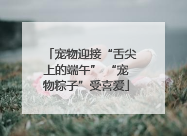 宠物迎接“舌尖上的端午” “宠物粽子”受喜爱