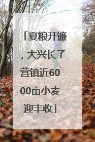 夏粮开镰，大兴长子营镇近6000亩小麦迎丰收