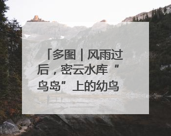 多图｜风雨过后，密云水库“鸟岛”上的幼鸟还好吗？
