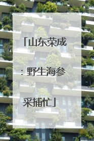 山东荣成：野生海参采捕忙