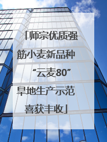 师宗优质强筋小麦新品种“云麦80”旱地生产示范喜获丰收