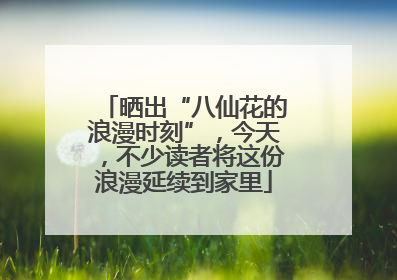 晒出“八仙花的浪漫时刻”，今天，不少读者将这份浪漫延续到家里