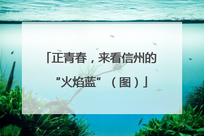 正青春，来看信州的“火焰蓝”（图）