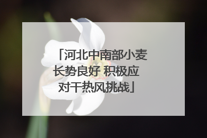 河北中南部小麦长势良好 积极应对干热风挑战
