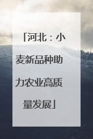 河北：小麦新品种助力农业高质量发展