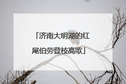 济南大明湖的红尾伯劳登枝高歌