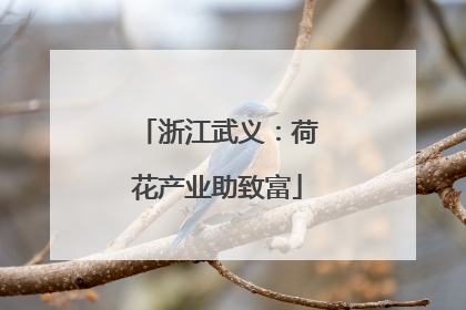 浙江武义：荷花产业助致富