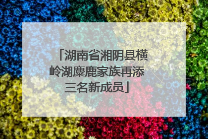 湖南省湘阴县横岭湖麋鹿家族再添三名新成员