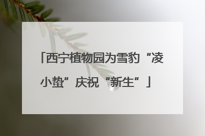 西宁植物园为雪豹“凌小蛰”庆祝“新生”