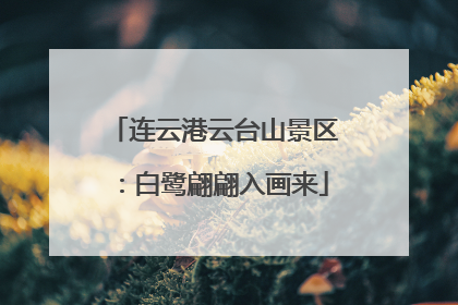 连云港云台山景区：白鹭翩翩入画来