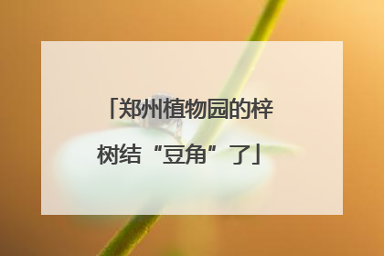 郑州植物园的梓树结“豆角”了