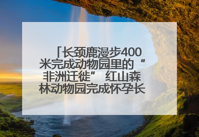 长颈鹿漫步400米完成动物园里的“非洲迁徙” 红山森林动物园完成怀孕长颈鹿步行转运