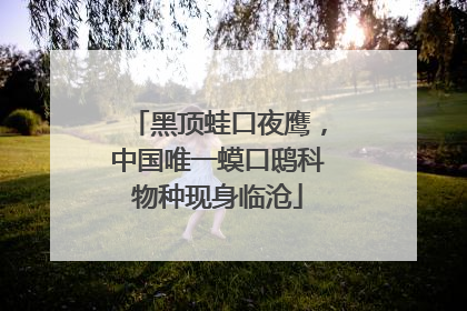 黑顶蛙口夜鹰，中国唯一蟆口鸱科物种现身临沧